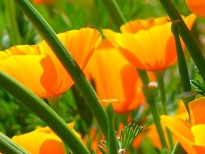 Poppy